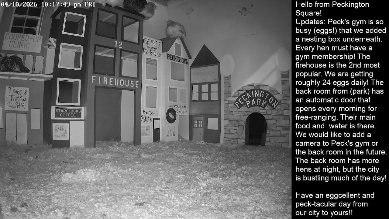 Peckington Square Chicken City Livestream 24/7 Cam