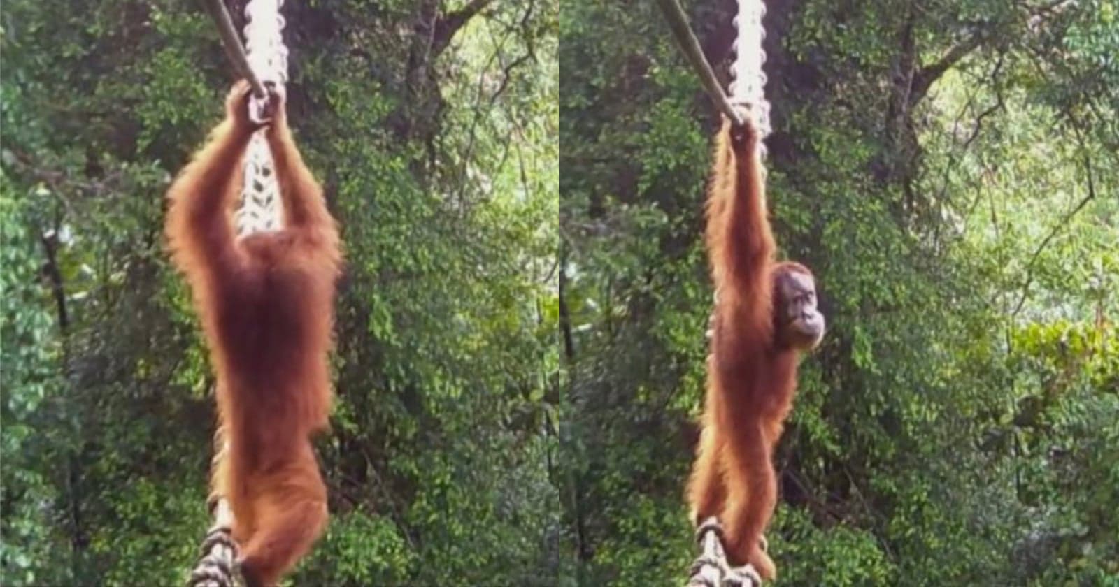 Researchers Wait Two Years to Capture First-Ever Footage of Orangutan Crossing a Canopy Bridge
